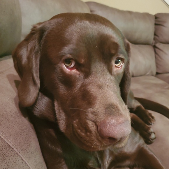 Meet your Posher, Shaun - Picture 1 of 1